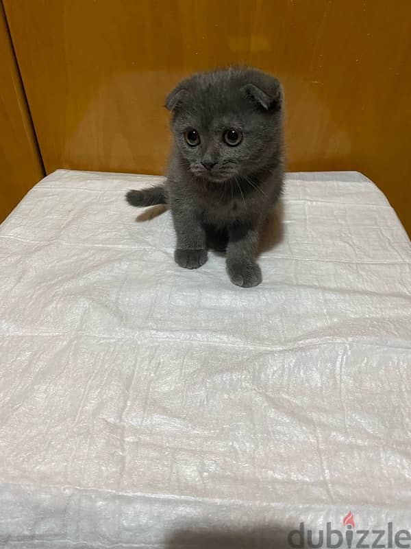 Scottish fold kitten 1