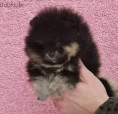 pomeranian teacup 0