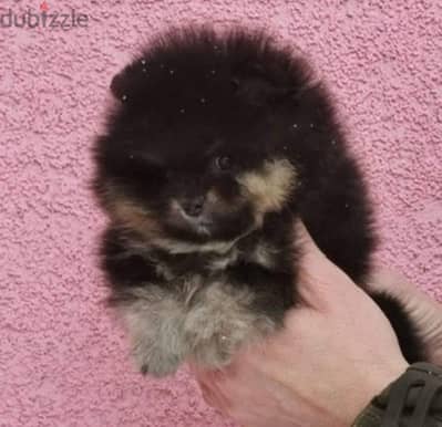 pomeranian