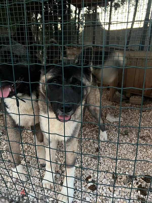 American akita top breed 2