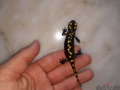 salamander