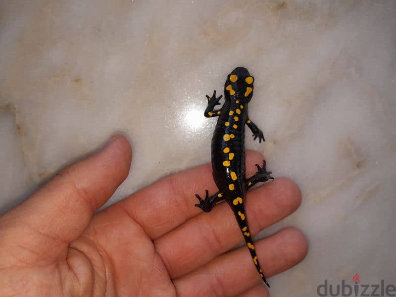 salamander 0