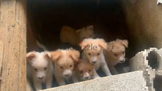 puppies for sale 0