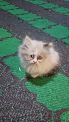 male and female kittens for sale 0