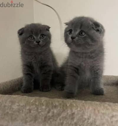 Available now!! High quality breed Scottish Fold grey kitten! قطط هر