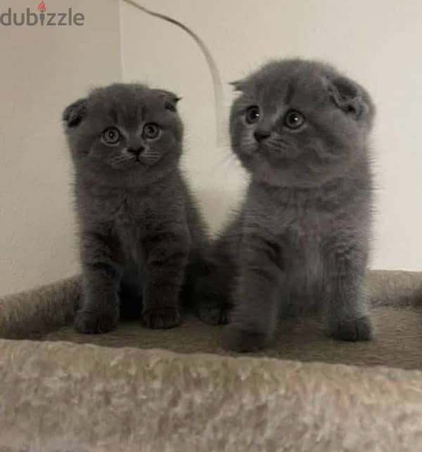 Available now!! High quality breed Scottish Fold grey kitten! قطط هر 0