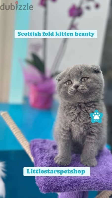 Available now!! High quality breed Scottish Fold grey kitten! قطط هر 0