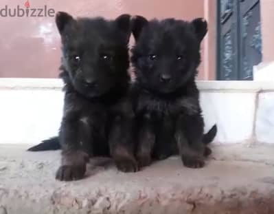 German shepherd puppies