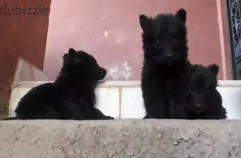 German shepherd puppies 1