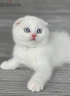 white Scottish fold kitten 0