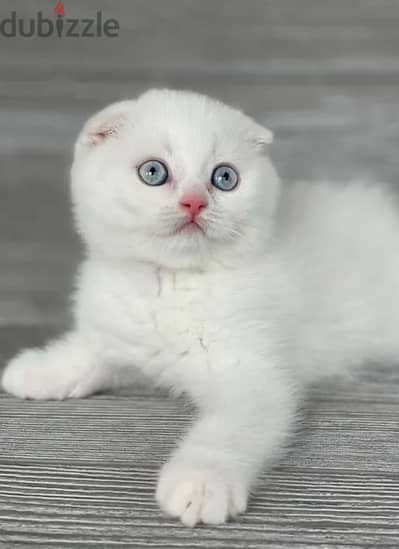 white Scottish fold kitten