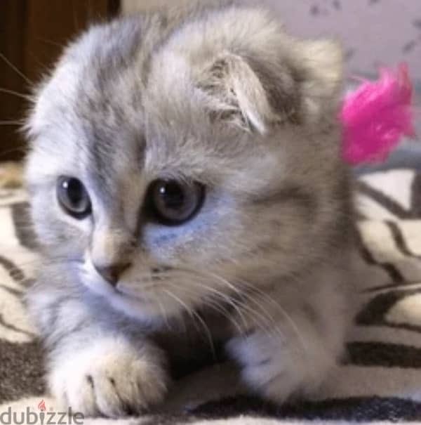 Scottish fold tiger 0