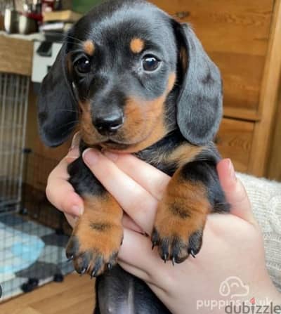 imported Dachshund black and tan