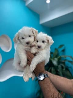 Bichon puppy pure breed Dog Delivery كلب 0