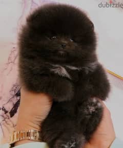 Pomeranian teacup 0