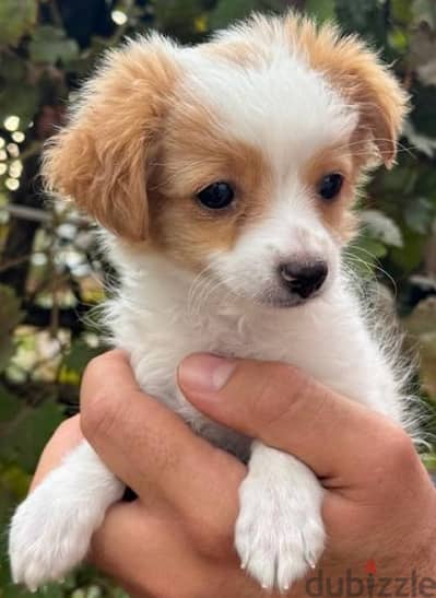 Loulou puppy available cute / Delivery available / Dog/ كلاب جرو كلب