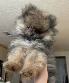 Pomeranian puppy imported pure breed /Delivery/Dog/كلب كالب جرو 0