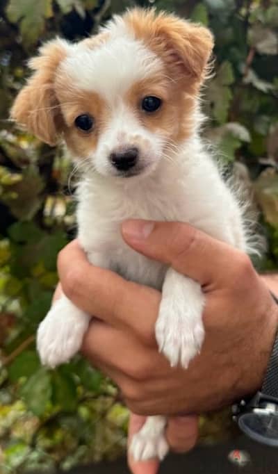 Loulou puppy available cute / Delivery available / Dog/ كلاب جرو كلب