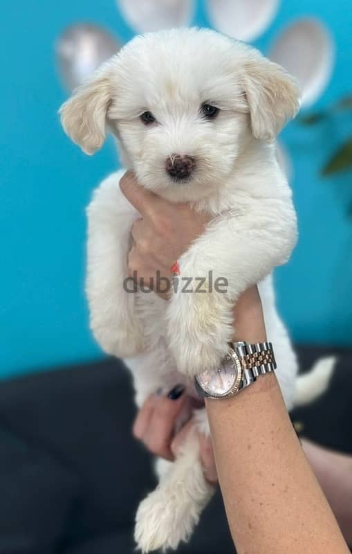 Bichon puppy Available pure breed Dog Delivery كلب كلاب جرو 0