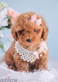 REAL SMALL Toy Poodle Puppy in Lebanon! Delivery, Dog, كلاب جرو كلب 0