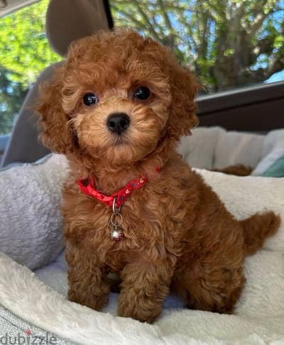 REAL SMALL Toy Poodle Puppy in Lebanon! Delivery, Dog, كلاب جرو كلب