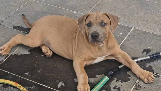 XxL fawn blue pitbull