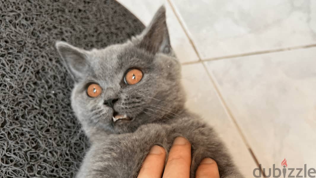 British Shorthair Kitten with Accessories 0