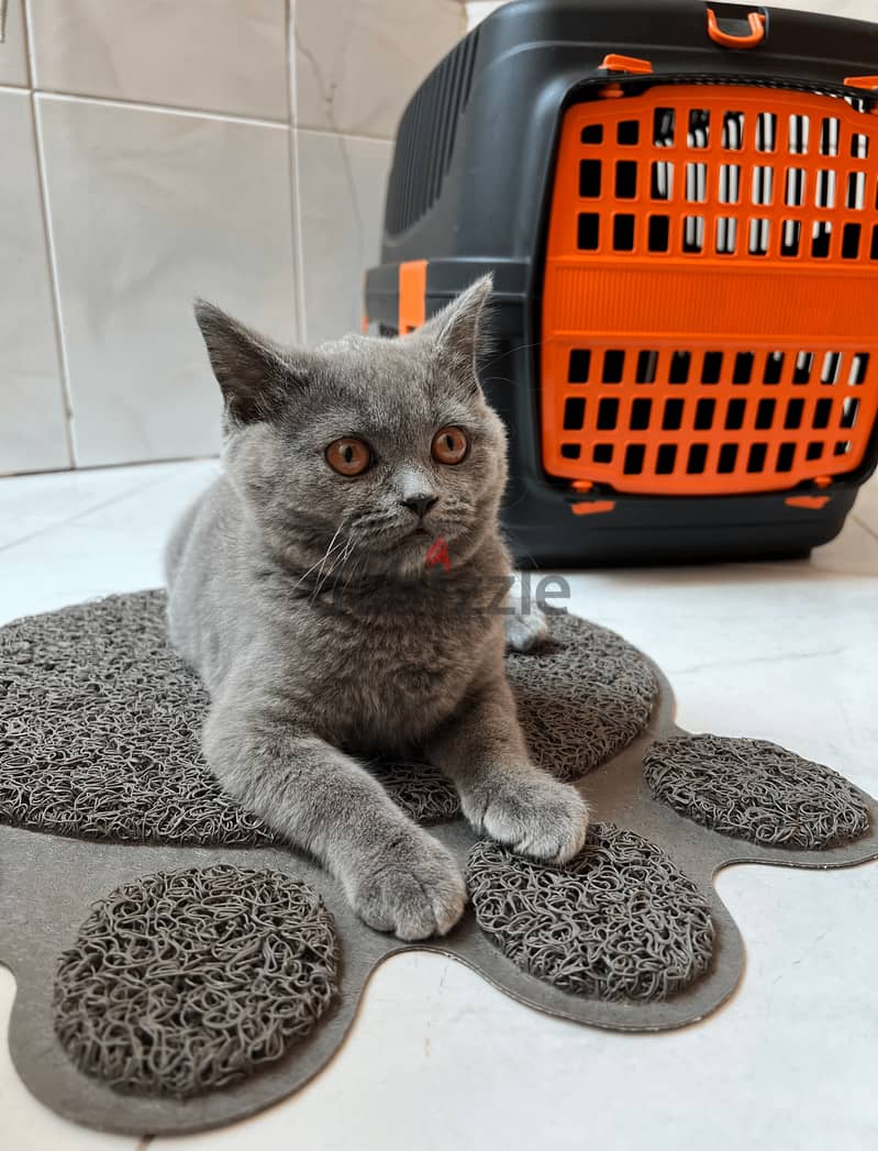 British Shorthair Kitten with Accessories 1