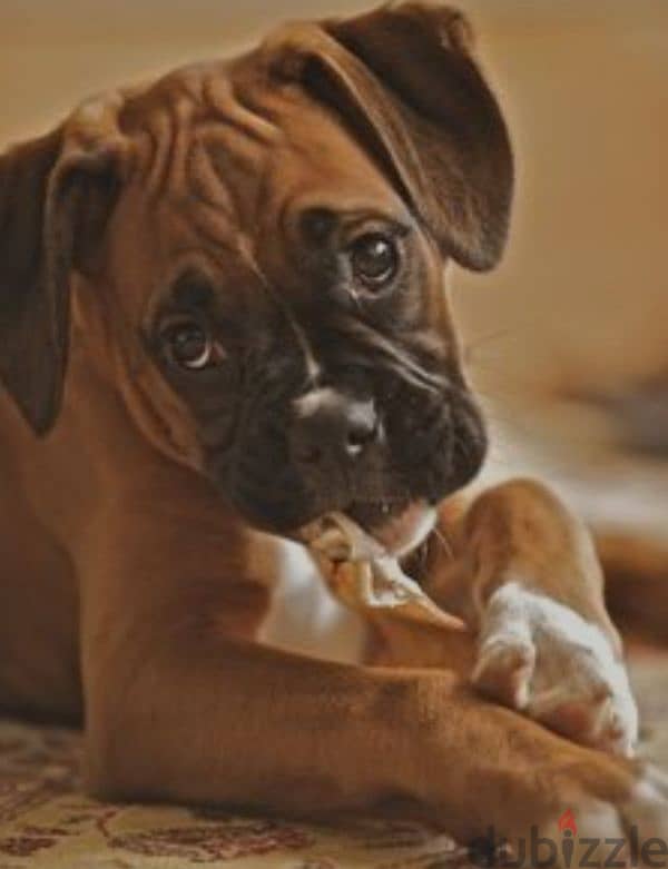 boxer special breed 1