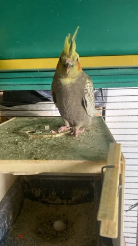 Cockatiel / كروان 1