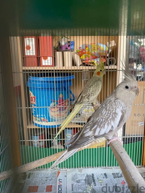 Cockatiel / كروان 0