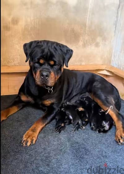 rottweiler king size hight quality