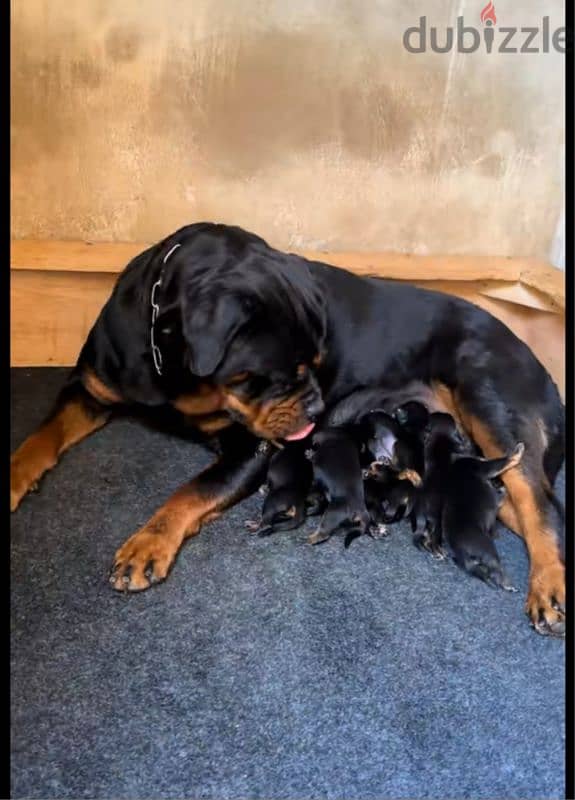 rottweiler king size hight quality 3