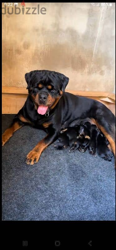 rottweiler king size hight quality 6