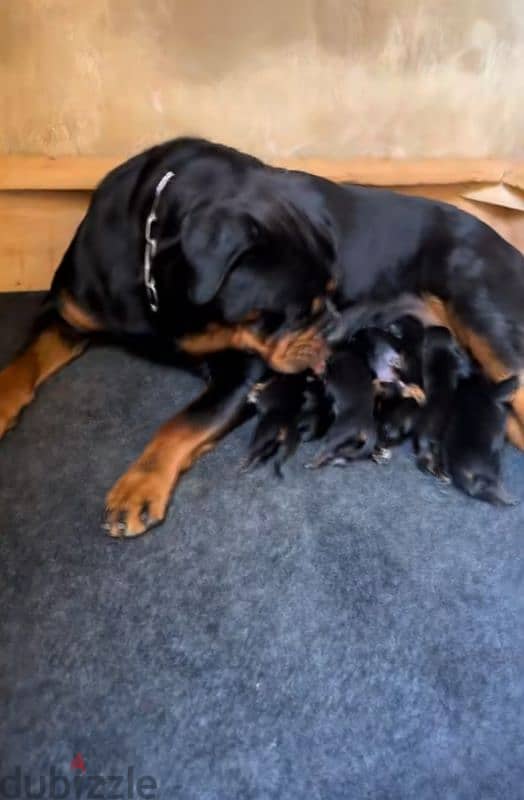 rottweiler king size hight quality 5