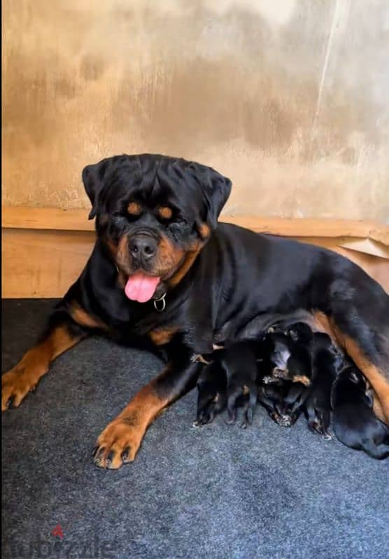 rottweiler king size hight quality 1