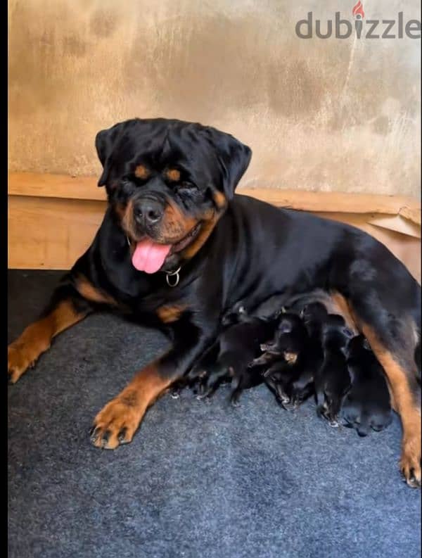 rottweiler king size hight quality 2