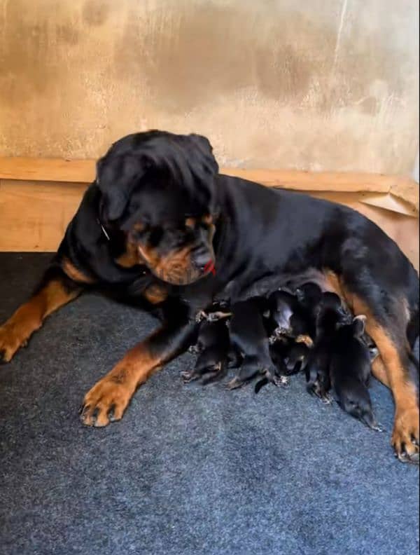 rottweiler king size hight quality 4