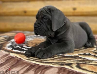 canecorso