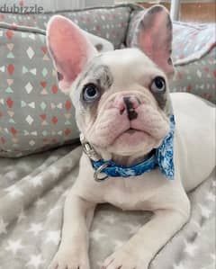 French Bulldog Merle and White Puppy Imported 0