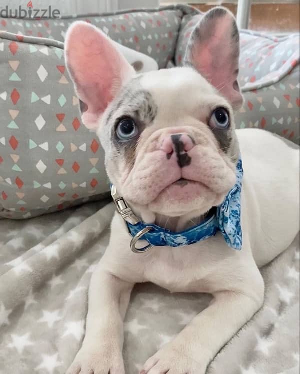 French Bulldog Merle and White Puppy Imported 0