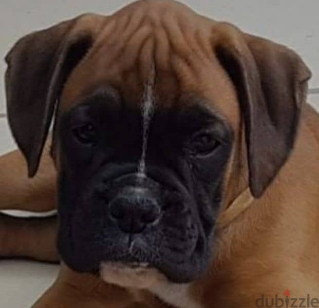 boxer special breed 2