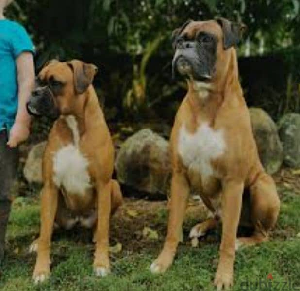 boxer special breed 3