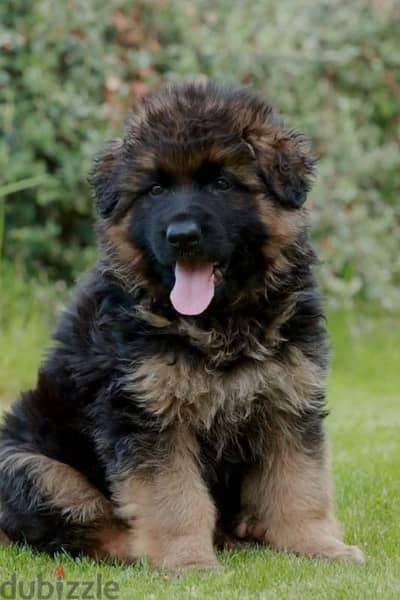 german shepherd gsd