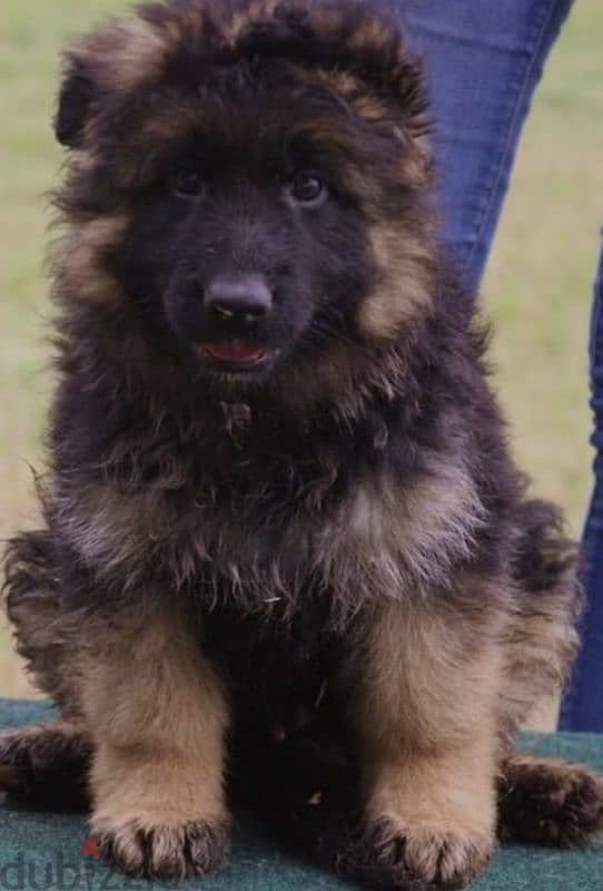 german shepherd gsd 1