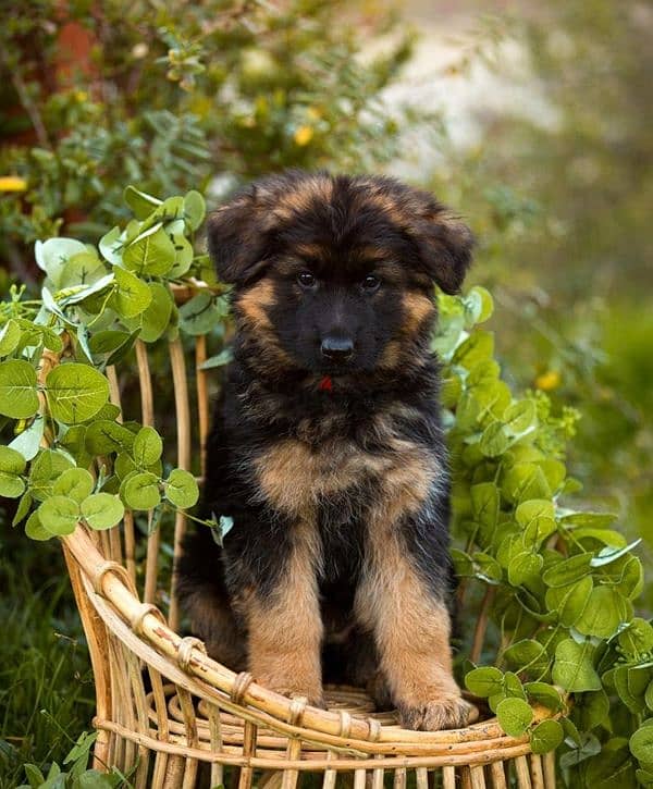 german shepherd gsd 2