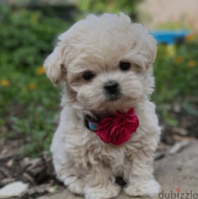 Maltipoo