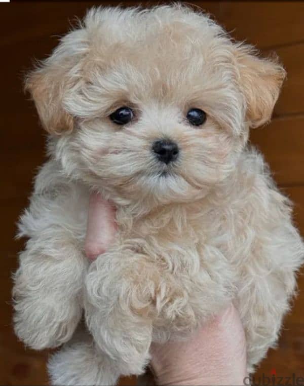 Maltipoo teacup 1