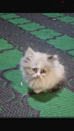 Ragdoll 2 months cute male and female kittens for sale 0