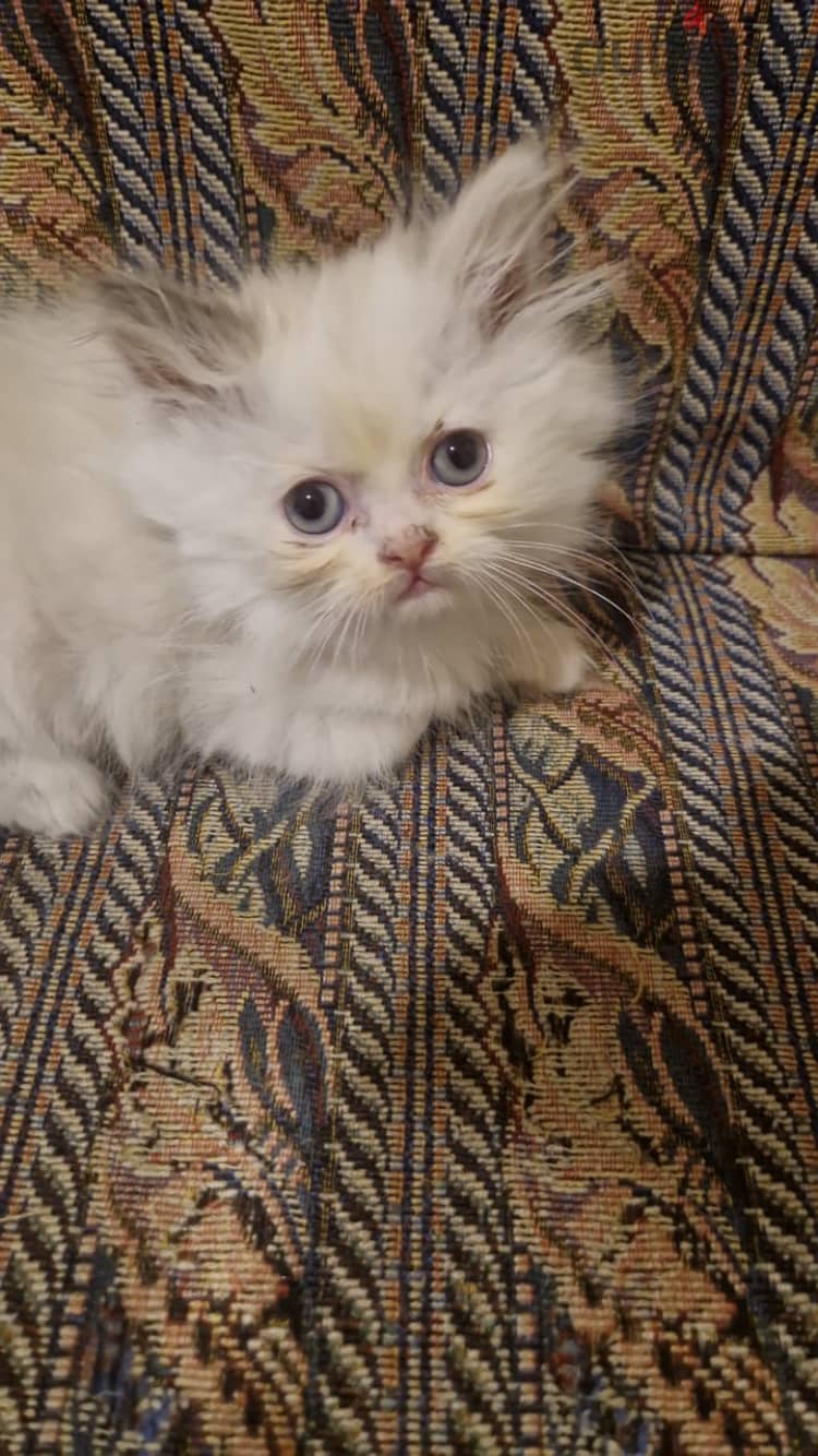 Ragdoll 2 months cute male and female kittens for sale 1